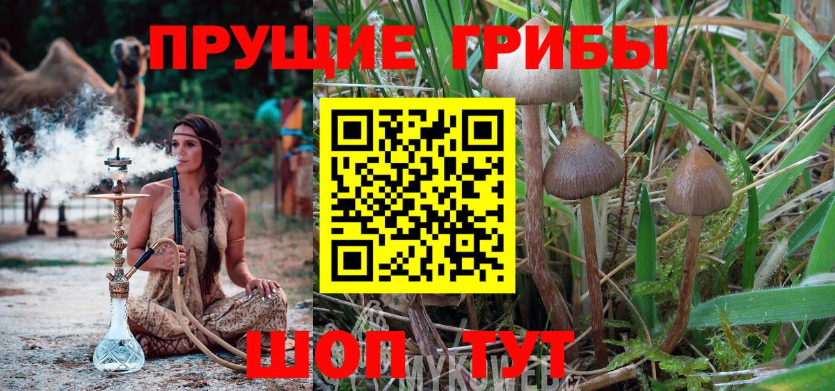 Советск  Галлюциногенные грибы Psilocybine cubensis  Вход с VPN 